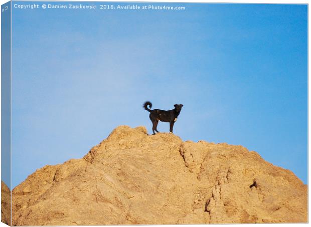 Stray dog climbs a rock in Aswan, Egypt Canvas Print by Damien Zasikowski