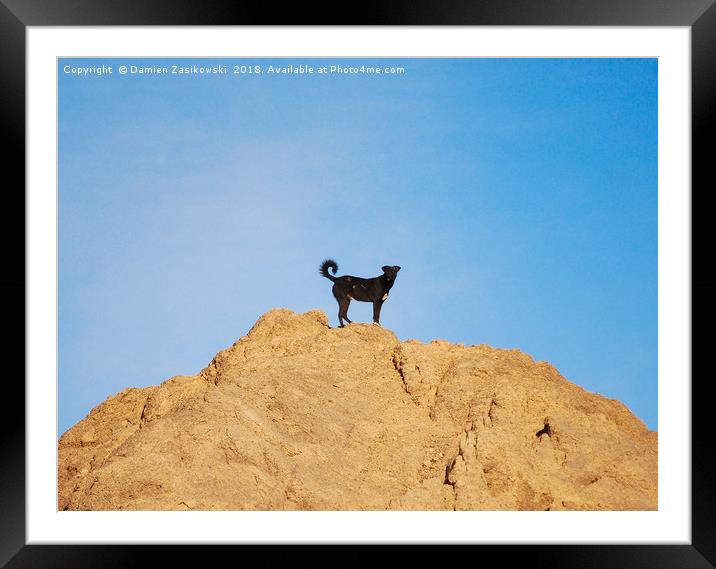 Stray dog climbs a rock in Aswan, Egypt Framed Mounted Print by Damien Zasikowski