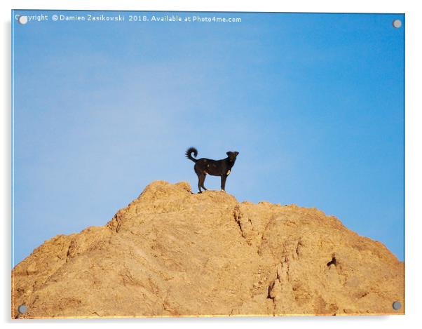 Stray dog climbs a rock in Aswan, Egypt Acrylic by Damien Zasikowski