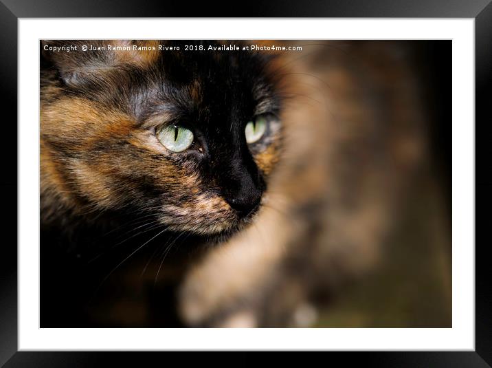 Fluffy striped cat on unfocused background Framed Mounted Print by Juan Ramón Ramos Rivero