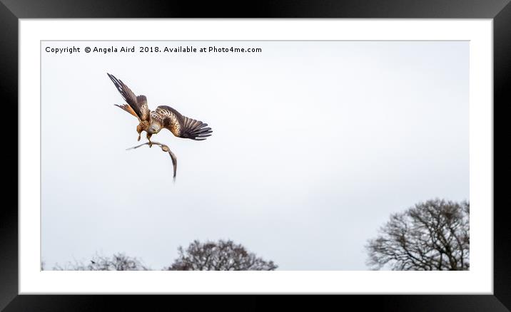 Red Kites. Framed Mounted Print by Angela Aird