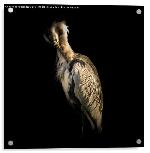 Grey Heron Portrait Acrylic by richard sayer