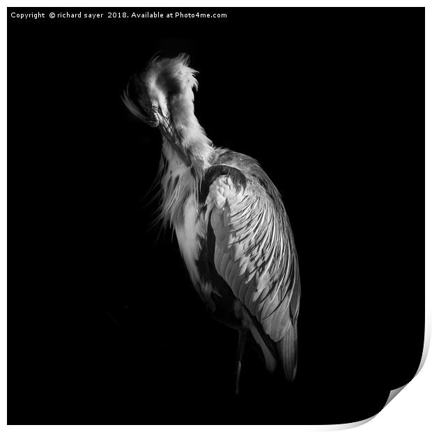 Grey Heron Black and White Print by richard sayer