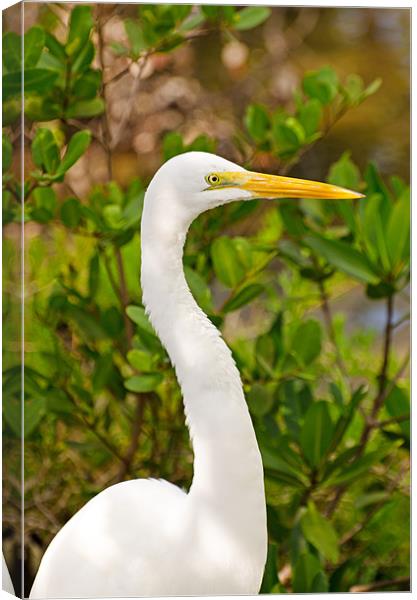 Majestic Great White Egret Canvas Print by Chris Thaxter
