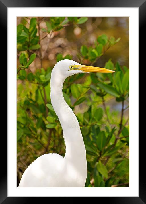 Majestic Great White Egret Framed Mounted Print by Chris Thaxter
