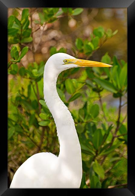 Majestic Great White Egret Framed Print by Chris Thaxter