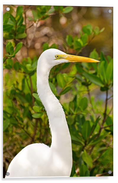 Majestic Great White Egret Acrylic by Chris Thaxter