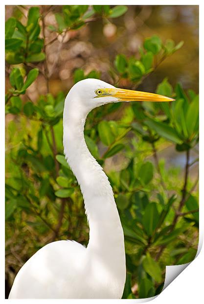 Majestic Great White Egret Print by Chris Thaxter
