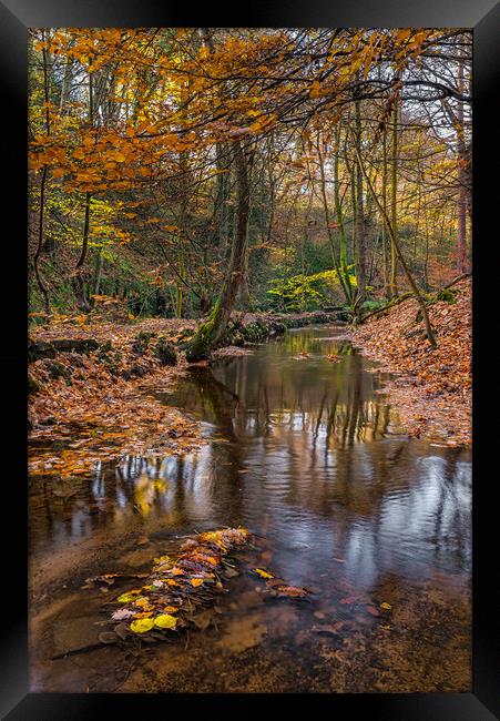 Autumn Leaves in Rivelin Framed Print by Paul Andrews