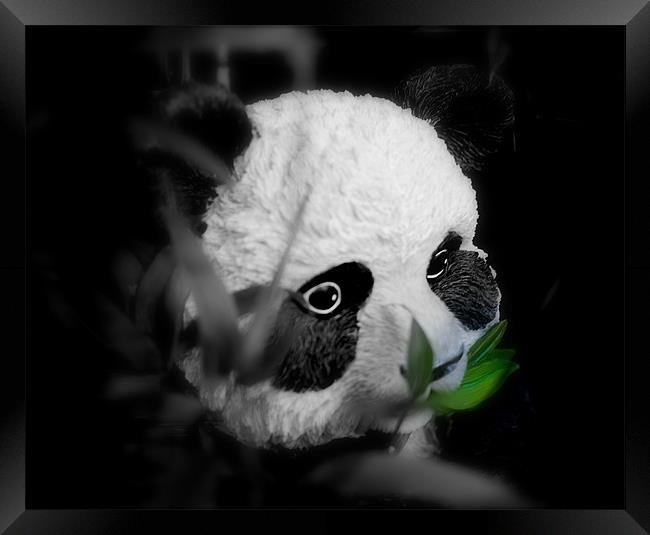 Panda Olly Framed Print by Louise Godwin