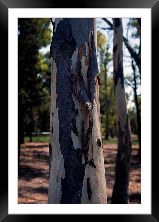 Eucalyptus Tree Trunk Framed Mounted Print by Cassi Moghan