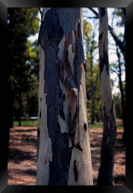 Eucalyptus Tree Trunk Framed Print by Cassi Moghan