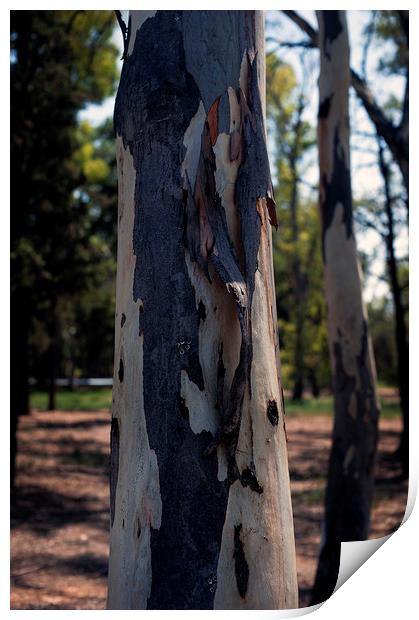 Eucalyptus Tree Trunk Print by Cassi Moghan