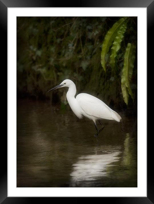 LITTLE EGRET Framed Mounted Print by Anthony R Dudley (LRPS)