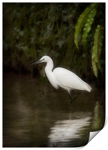 LITTLE EGRET Print by Anthony R Dudley (LRPS)
