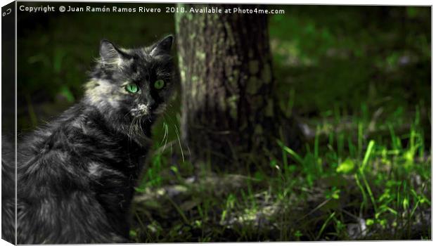 Nice gray cat with green eyes in the forest  Canvas Print by Juan Ramón Ramos Rivero