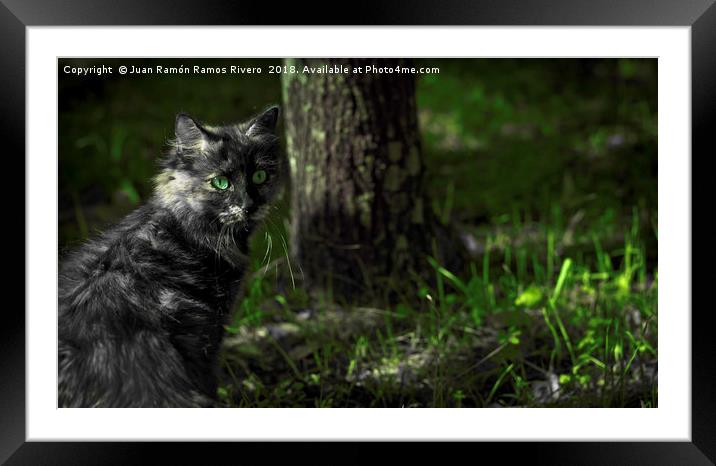Nice gray cat with green eyes in the forest  Framed Mounted Print by Juan Ramón Ramos Rivero