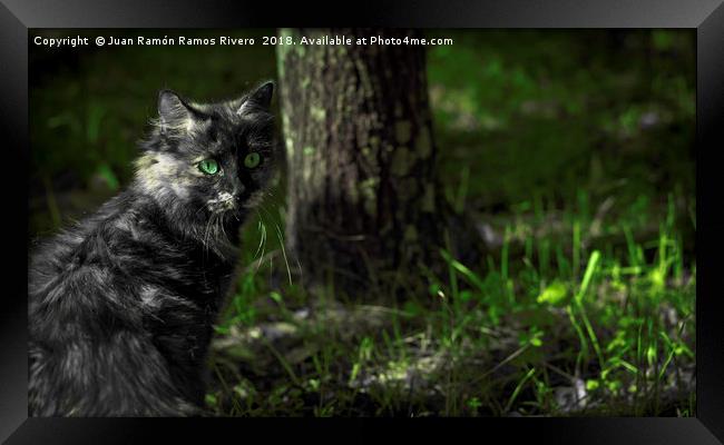 Nice gray cat with green eyes in the forest  Framed Print by Juan Ramón Ramos Rivero
