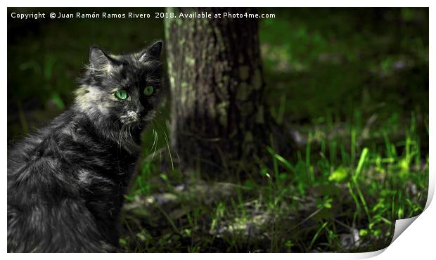 Nice gray cat with green eyes in the forest  Print by Juan Ramón Ramos Rivero