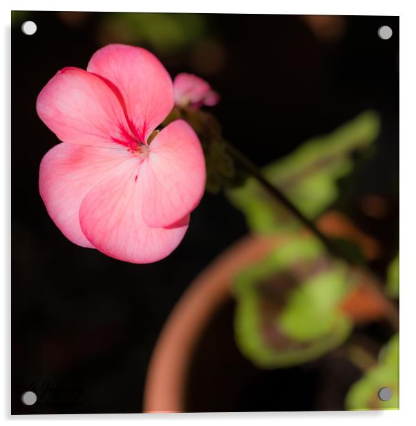 Pink Geranium Acrylic by David Jeffery