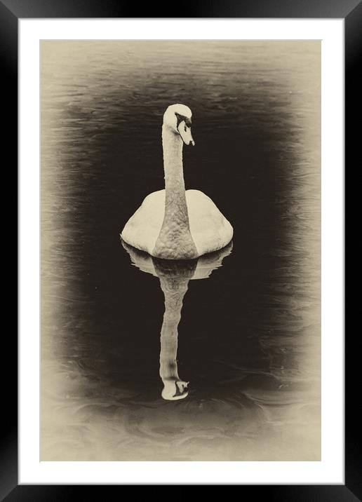 Swan Lake Antique Framed Mounted Print by Steve Purnell
