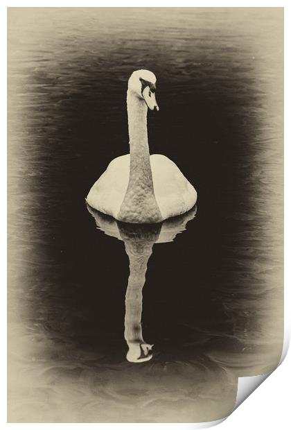 Swan Lake Antique Print by Steve Purnell