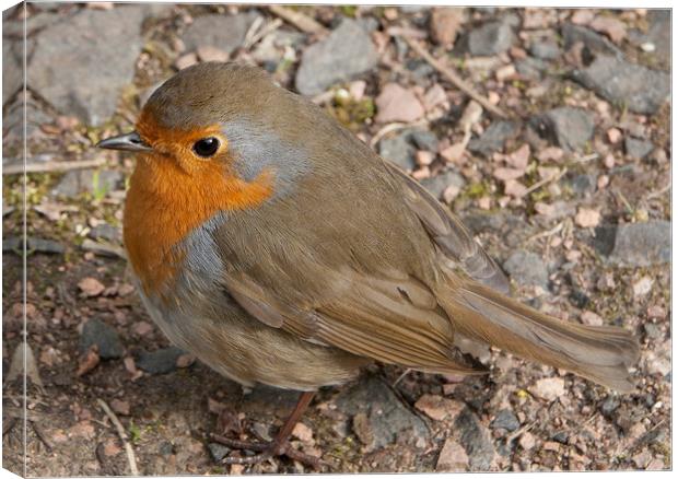 Little Robin Canvas Print by michael paterson