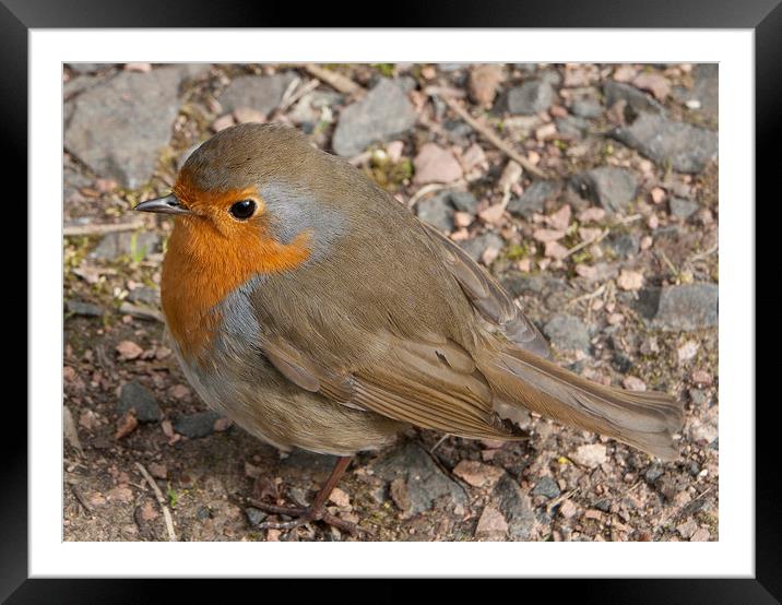 Little Robin Framed Mounted Print by michael paterson