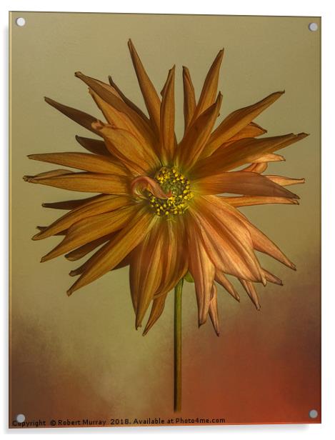 Dahlia Acrylic by Robert Murray