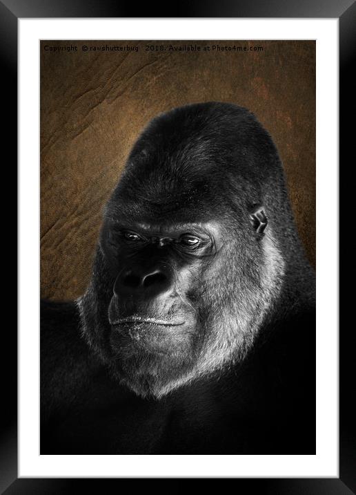 The Mighty Oumbi Framed Mounted Print by rawshutterbug 