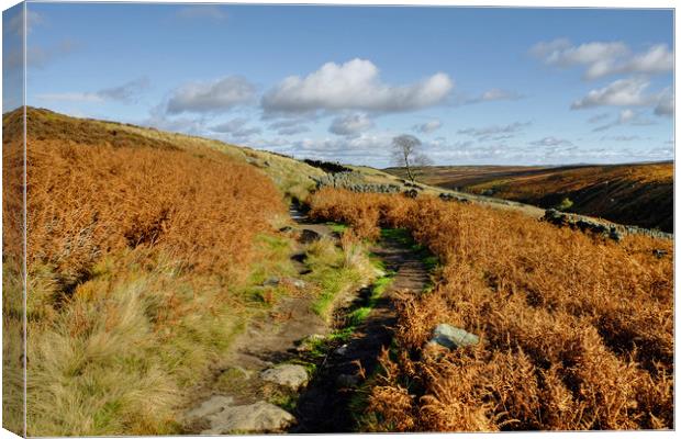 Yorkshire Dales Near Haworth Canvas Print by Diana Mower