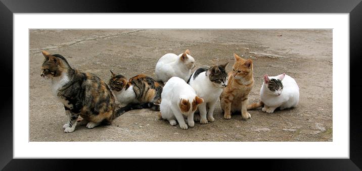 Cat Line-up Framed Mounted Print by Jacqi Elmslie