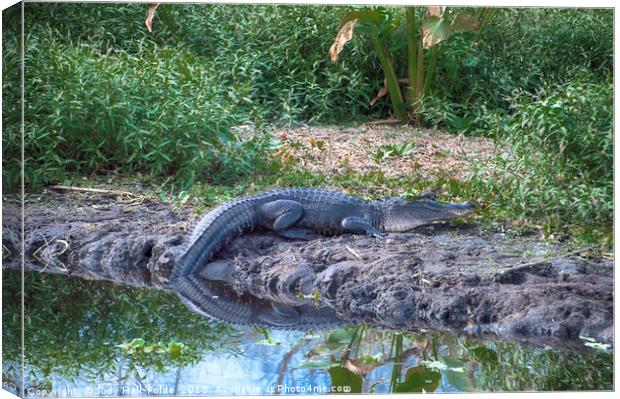 Gator River Reflection Canvas Print by Judy Hall-Folde