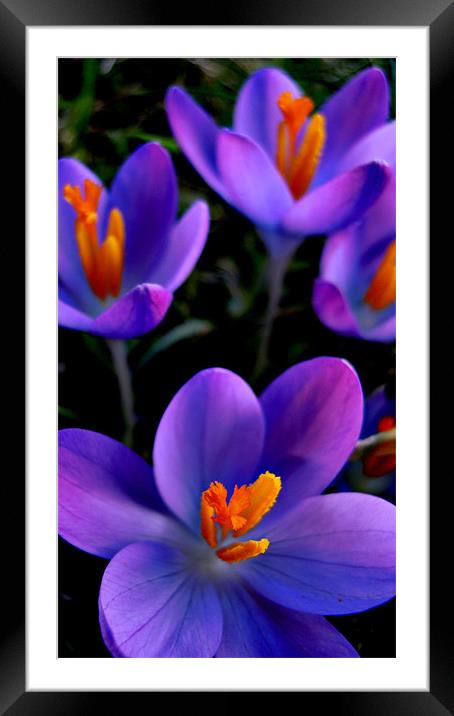 crocus morning Framed Mounted Print by Heather Newton