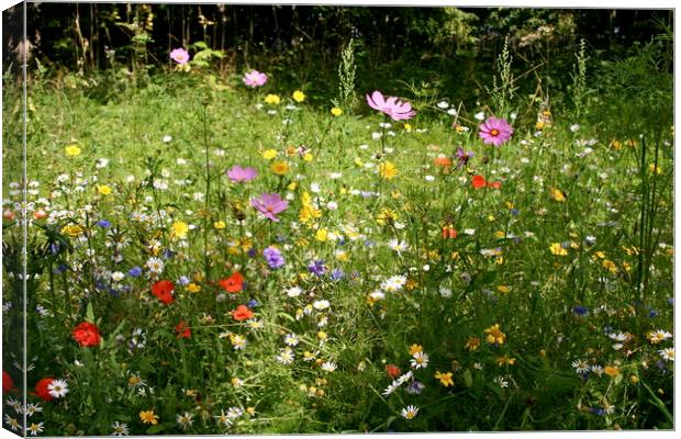 Summer Meadow Canvas Print by Nathalie Hales