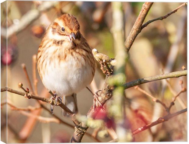Reed Bunting Canvas Print by Jonathan Thirkell