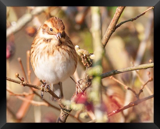 Reed Bunting Framed Print by Jonathan Thirkell