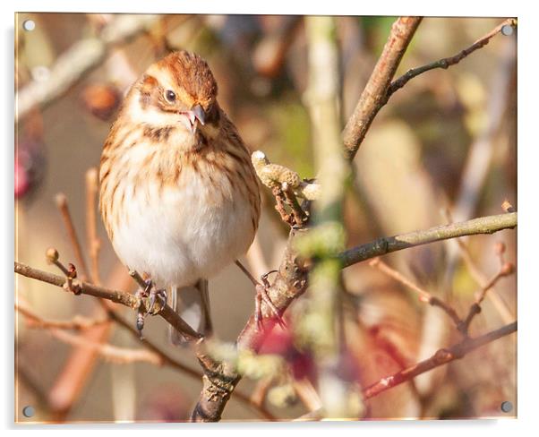 Reed Bunting Acrylic by Jonathan Thirkell