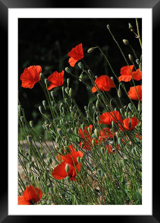 poppies Framed Mounted Print by lyn baker