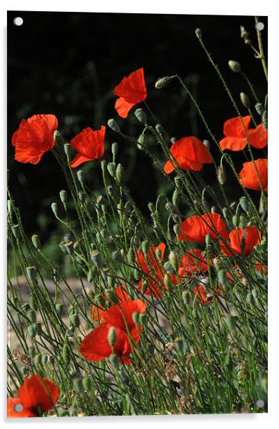 poppies Acrylic by lyn baker