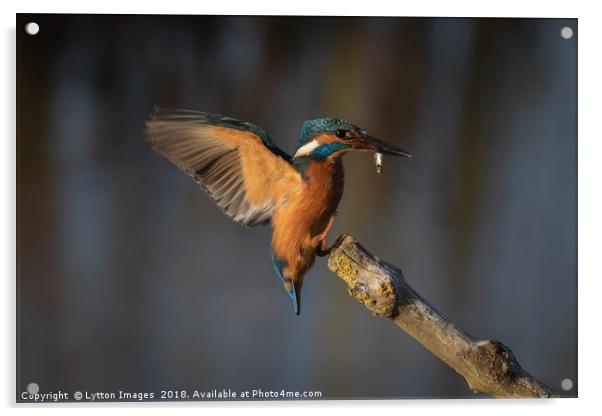 Kingfisher Landing Acrylic by Wayne Lytton