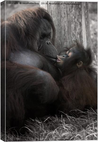 Baby Orangutan Kissing Her Mum Canvas Print by rawshutterbug 