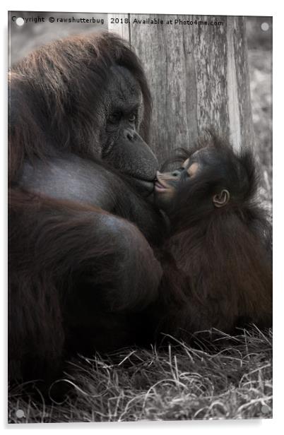 Baby Orangutan Kissing Her Mum Acrylic by rawshutterbug 
