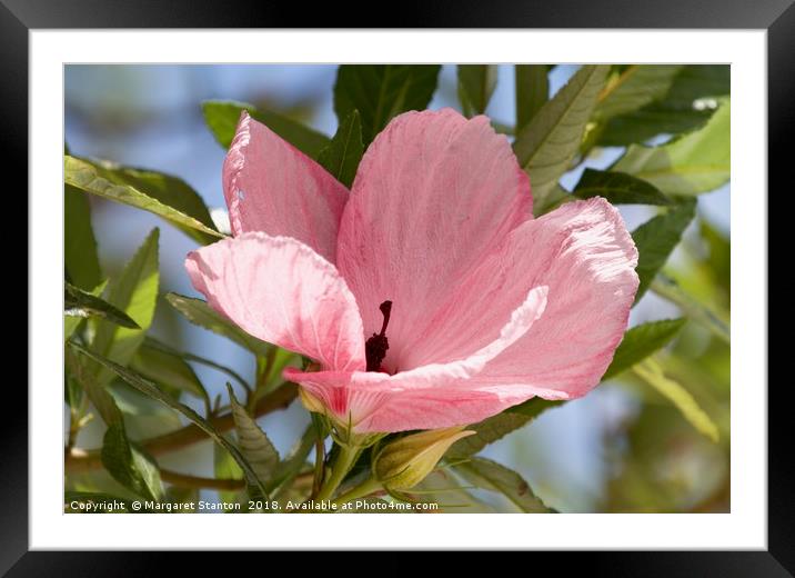 Wild Hibiscus  Framed Mounted Print by Margaret Stanton