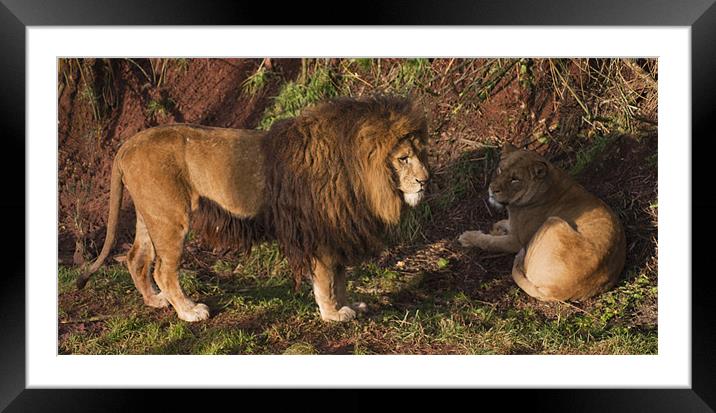 Lion and Lioness Framed Mounted Print by Peter Elliott 