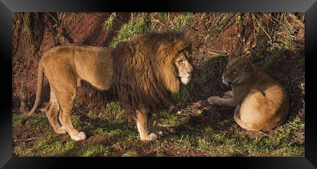Lion and Lioness Framed Print by Peter Elliott 
