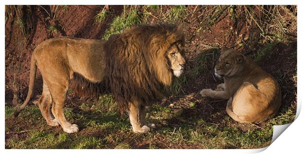 Lion and Lioness Print by Peter Elliott 