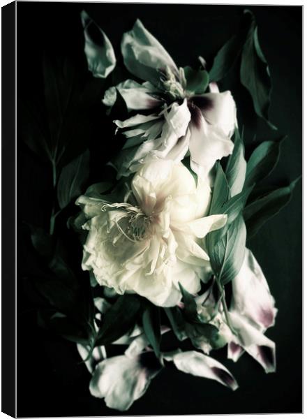 White peonies on black background Canvas Print by Larisa Siverina