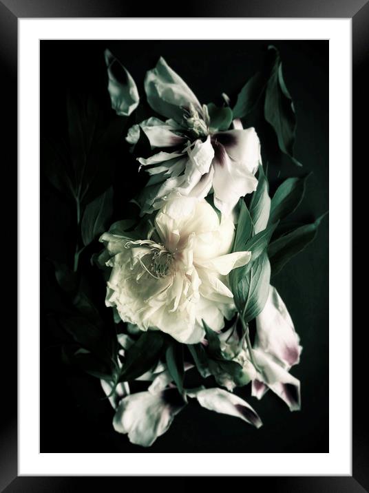 White peonies on black background Framed Mounted Print by Larisa Siverina