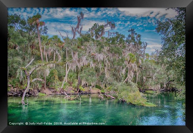 Tropical Colors Framed Print by Judy Hall-Folde